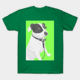 Jack Russell Crossbreed in green T-Shirt